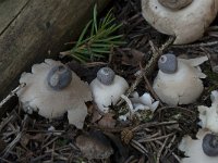 Geastrum quadrifidum 15, Vierslippige aardster, Saxifraga-Willem van Kruijsbergen