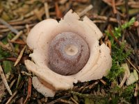 Geastrum quadrifidum 3, Vierslippige aardster, Saxifraga-Jaap Schelvis