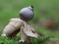 Geastrum quadrifidum 4, Vierslippige aardster, Saxifraga-Luc Hoogenstein