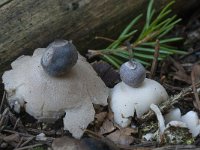 Geastrum quadrifidum 8, Vierslippige aardster, Saxifraga-Willem van Kruijsbergen