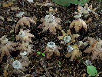 Geastrum striatum 1, Baretaardster, Saxifraga-Lucien Rommelaars