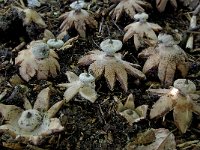 Geastrum striatum 4, Baretaardster, Saxifraga-Lucien Rommelaars