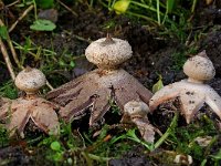 Geastrum striatum 5, Baretaardster, Saxifraga-Lucien Rommelaars