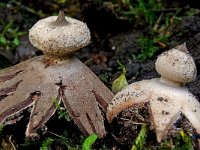 Geastrum striatum 7, Baretaardster, Saxifraga-Lucien Rommelaars