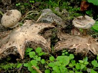 Geastrum striatum 8, Baretaardster, Saxifraga-Lucien Rommelaars