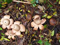 Geastrum triplex, Collared Earthstar