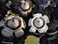 Geastrum triplex 13, Gekraagde aardster, Saxifraga-Luuk Vermeer