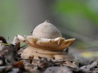 Geastrum triplex 15, Gekraagde aardster, Saxifraga-Luuk Vermeer