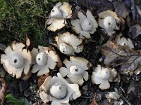 Geastrum triplex 16, Gekraagde aardster, Saxifraga-Luuk Vermeer