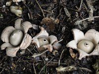 Geastrum triplex 19, Gekraagde aardster, Saxifraga-Luuk Vermeer