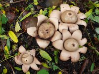 Geastrum triplex 2, Gekraagde aardster, Saxifraga-Mark Zekhuis