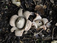 Geastrum triplex 20, Gekraagde aardster, Saxifraga-Luuk Vermeer