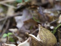 Geastrum triplex 24, Gekraagde aardster, Saxifraga-Jan Nijendijk