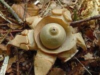 Geastrum triplex 27, Gekraagde aardster, Saxifraga-Hans Grotenhuis