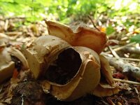 Geastrum triplex 28, Gekraagde aardster, Saxifraga-Hans Grotenhuis