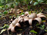 Geastrum triplex 3, Gekraagde aardster, Saxifraga-Mark Zekhuis