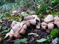 Geastrum triplex 4, Gekraagde aardster, Saxifraga-Mark Zekhuis