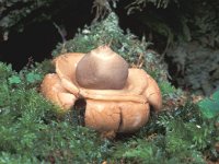 Geastrum triplex 7, Gekraagde aardster, Saxifraga-Jan de Laat