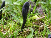 Geoglossum glutinosum, Glutinous Earth Tongue