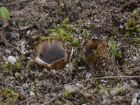 Geopora arenicola 10, Zandputje, Saxifraga-Luuk Vermeer