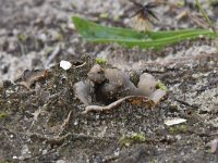 Geopora arenicola 15, Zandputje, Saxifraga-Luuk Vermeer