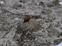 Geopora arenicola 16, Zandputje, Saxifraga-Luuk Vermeer