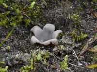 Geopora arenicola 17, Zandputje, Saxifraga-Luuk Vermeer