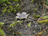 Geopora arenicola 3, Zandputje, Saxifraga-Luuk Vermeer