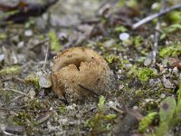 Geopora arenicola 4, Zandputje, Saxifraga-Luuk Vermeer