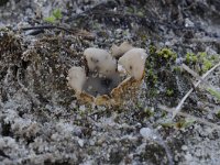 Geopora arenicola 7, Zandputje, Saxifraga-Luuk Vermeer