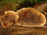 Gloeophyllum sepiarium, Conifer Mazegill