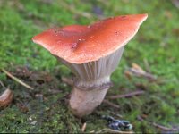 Gomphidius roseus, Rosey Spike