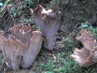 Gomphus clavatus, Pigs Ear