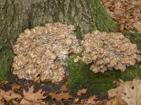 Grifola frondosa 10, Eikhaas, Saxifraga-Willem van Kruijsbergen