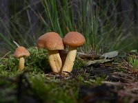 Gymnopilus penetrans 1, Dennenvlamhoed, Saxifraga-Luuk Vermeer