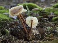 Gymnopus erythropus 1, Kale roodsteelcollybia, Saxifraga-Willem van Kruijsbergen