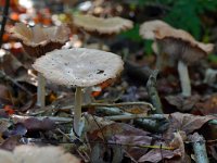 Gymnopus peronatus 1, Scherpe collybia, Saxifraga-Tom Heijnen