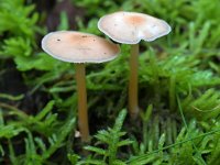 Gymnopus peronatus 3, Scherpe collybia, Saxifraga-Tom Heijnen