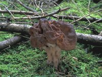 Gyromitra esculenta, False Morel