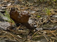 Gyromitra infula 1, Bisschopsmuts, Saxifraga-Willem van Kruijsbergen