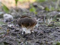 Helvella acetabulum, Vinegar Cup