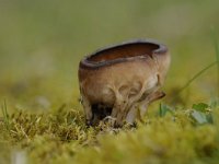 Helvella acetabulum 2, Bokaalkluifzwam, Saxifraga-Luuk Vermeer