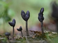 Helvella atra 1, Roetkluifzwam, Saxifraga-Luuk Vermeer