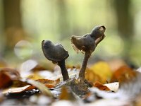 Helvella atra 2, Roetkluifzwam, Saxifraga-Luuk Vermeer