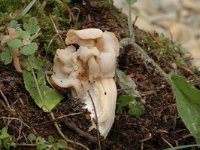 Helvella crispa 1, Witte kluifzwam, Saxifraga-Jan van der Straaten