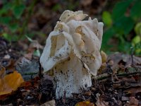 Helvella crispa 11, Witte kluifzwam, Saxifraga-Jan Nijendijk