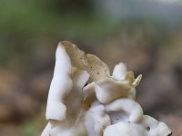 Helvella crispa 17, Witte kluifzwam, Saxifraga-Roel Meijer  Fungus White Saddle (Helvella crispa) : autumn, autumnal, fall, fungi, fungus, growth, Helvella crispa, mushroom, mushrooms, natural, nature, White saddle