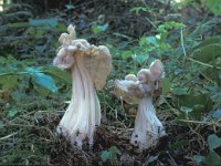 Helvella crispa 4, Witte kluifzwam, Saxifraga-Jan van der Straten