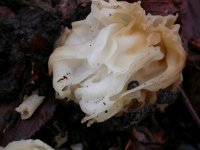 Helvella crispa 9, Witte kluifzwam, Saxifraga-Peter Meininger