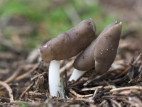 Helvella elastica